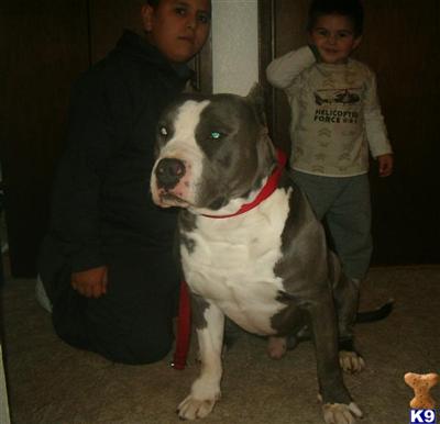 Stud Dog